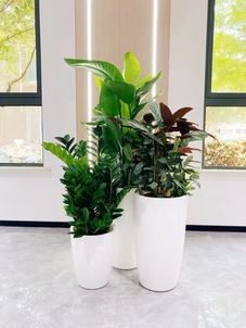 找杭州湾植物租赁哪家好？看这一篇就行！